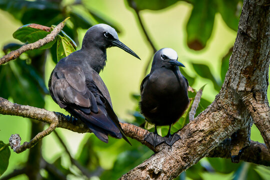Black Noddy (Anous minutus)