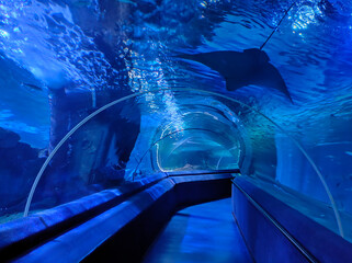 Fish blue abstract aquarium underwater tunnel with big stingray
