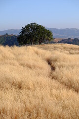 tree in the dry california grasslands