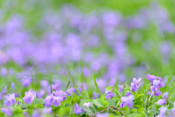 Flower bed with Common violets (Viola Odorata) flowers in bloom, traditional easter flowers, flower background, easter spring background. Ideal for greeting festive postcard