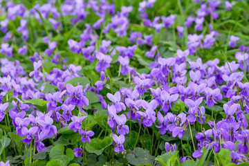 Flower bed with Common violets (Viola Odorata) flowers in bloom, traditional easter flowers, flower background, easter spring background. Ideal for greeting festive postcard