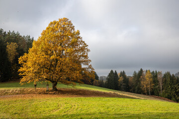 lonely colorful autumn tree with gray sky on sunny day