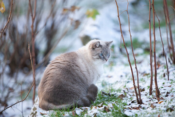 Beautiful big blue eye cat in the first snow. Early winter day outdoors
