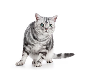 Kitten isolated on white. British shorthair silver tabby cat breed