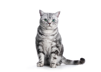 Fototapeta na wymiar Kitten British shorthair silver tabby cat portrait on white