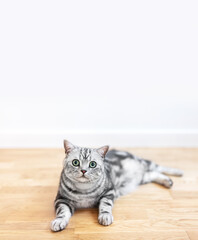 Kitten British shorthair silver tabby cat at home