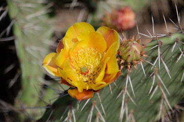 yellow cactus flower © Tad