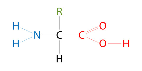 The structure of amino acids. The side chain (R) varies.