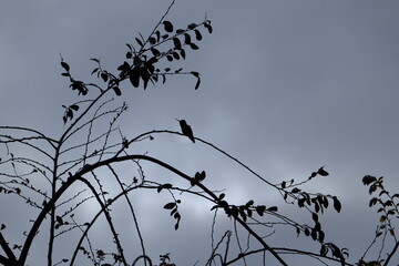 silhouette of a humming bird in a tree