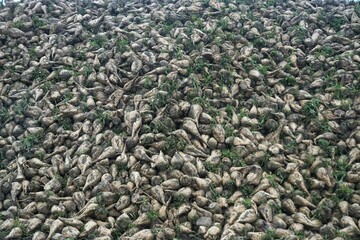 Geerntete Zuckerrüben auf Feld am Morgen bei Regen im Herbst