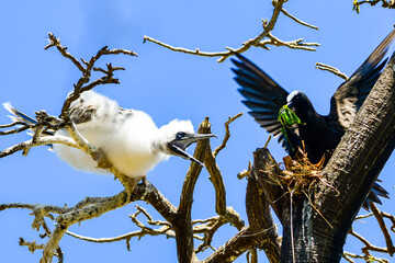 Red-footed Booby (Sula sula)