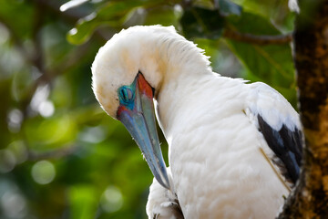 Red-footed Booby (Sula sula)