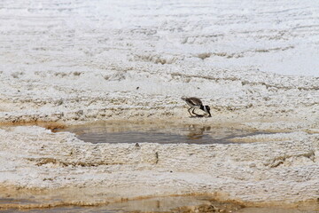 killdeer of deadly springs