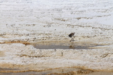 killdeer of deadly springs