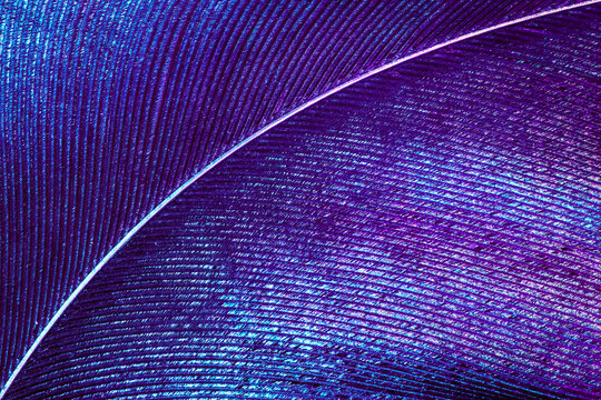 Macro background from violet purple feathers.