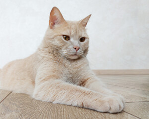 The plush ginger cat lies on the wooden floor. Place for text. Portrait of a peach cat of British breed.