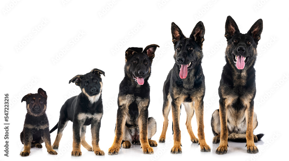 Canvas Prints young german shepherds