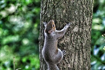 A wild grey squirrel in the forest. The little animal was spotted at Longton Nature Reserve in Preston, England.