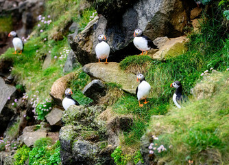 Puffins