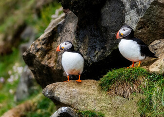 Puffins