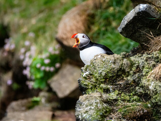 Puffins