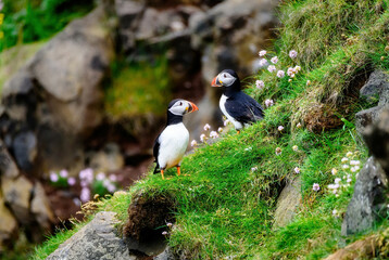 Puffins