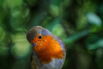 A Robin Redbreast bird. These small songbirds are often associated with Christmas and found on the front of holiday cards.