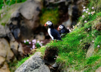 Puffins