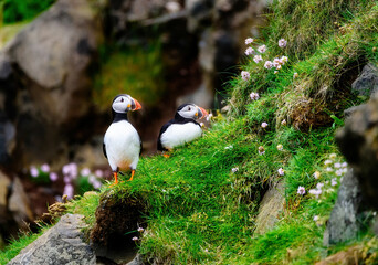 Puffins