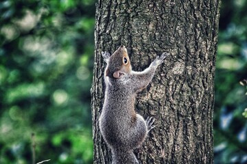 A wild grey squirrel in the forest. The little animal was spotted at Longton Nature Reserve in Preston, England.