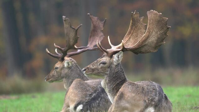 deer in the woods