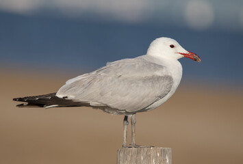 seagull on the pier
