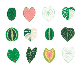 Houseplants leafs set. Tropical plants, exotic flowers.