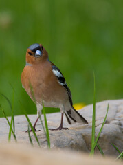 common chaffinch