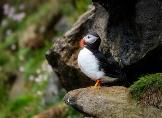 Puffins