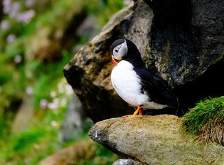 Puffins