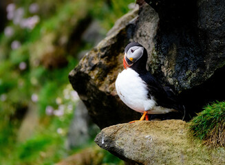 Puffins