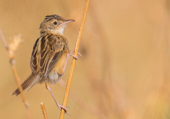 Fototapeta premium zitting cisticola 