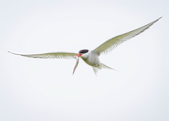 Arctic Terns with chicks