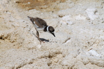 killdeer of deadly springs