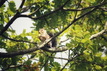 A wild grey squirrel in the forest. The little animal was spotted at Longton Nature Reserve in Preston, England.