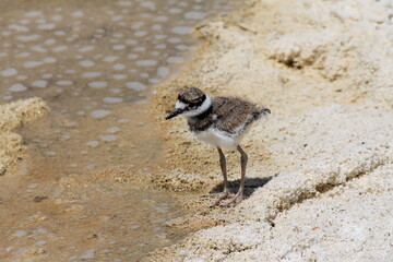 killdeer of deadly springs