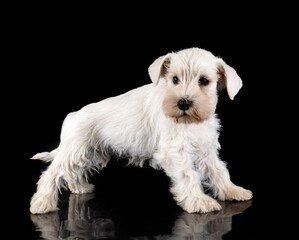 puppy miniature schnauzer in studio
