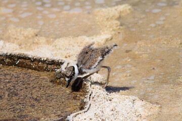 killdeer of deadly springs