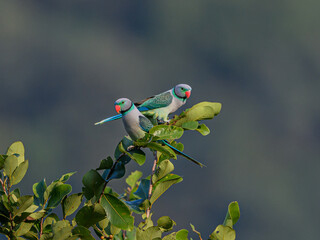 Male Malabar Parakeets sitting on a branch of tree in search of food grains in the farm near koyana Nagar It is situated on the Chiplun-Sangli state highway on the banks of Koyna River in Maharashtra.