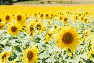 Sunflowers field in Italy. Scenic countryside in Tuscany with blue sky.