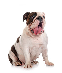 english bulldog in studio