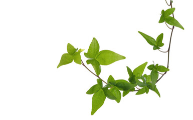 Green ivy plant isolated transparent - obrazy, fototapety, plakaty