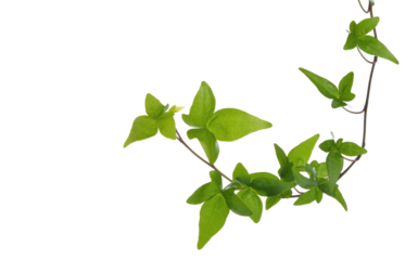 Green ivy plant isolated transparent
