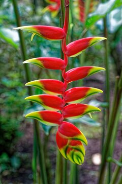 Heliconia Rostrata